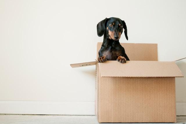 professional moving company